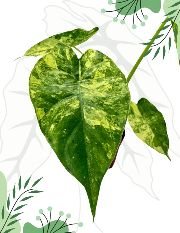 Alocasia Macrorrhizos Yellow Variegata Ø-6cm H-10cm - obrazek 4
