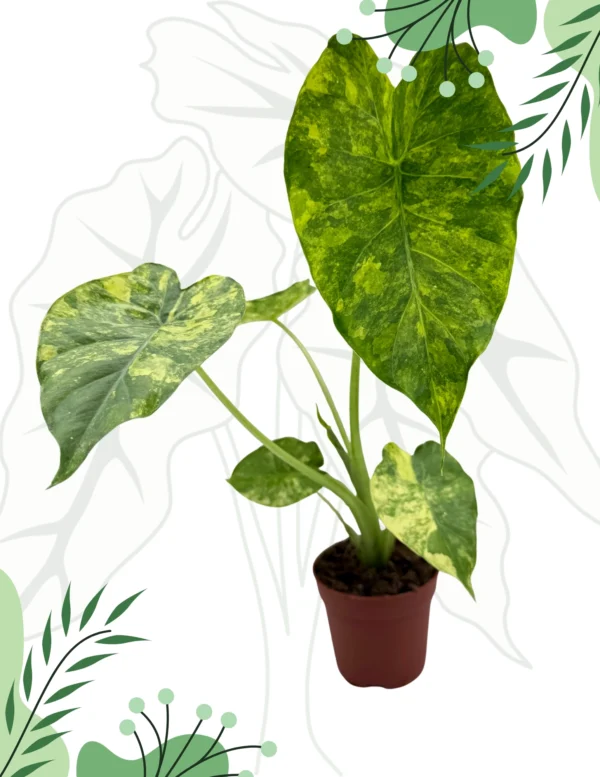 Alocasia Macrorrhizos Yellow Variegata Ø-6cm H-10cm - obrazek 2