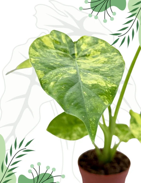 Alocasia Macrorrhizos Yellow Variegata Ø-6cm H-10cm - obrazek 3