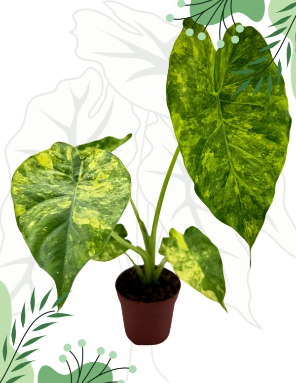 Alocasia Macrorrhizos Yellow Variegata Ø-6cm H-10cm