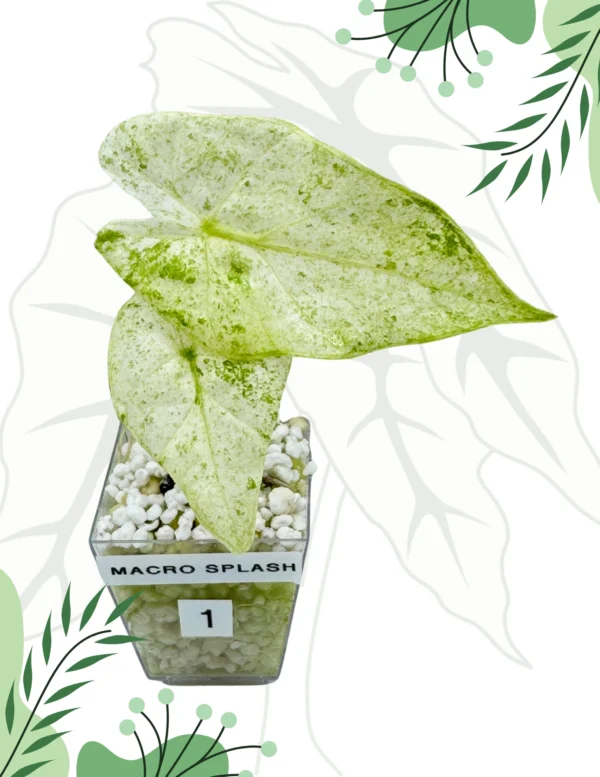 Alocasia Macrorrhiza Splash Variegata Ø-6cm H-10cm - obrazek 2