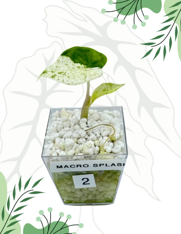Alocasia Macrorrhiza Splash Variegata Ø-6cm H-10cm - obrazek 3