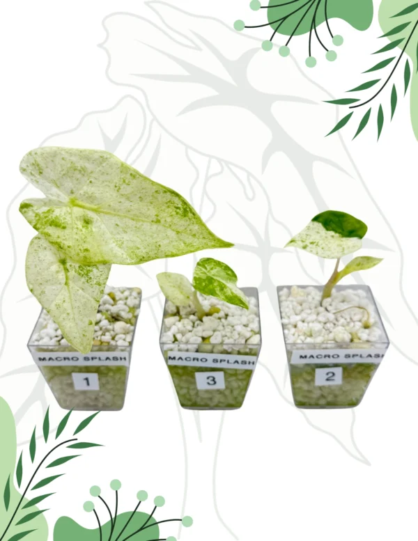 Alocasia Macrorrhiza Splash Variegata Ø-6cm H-10cm