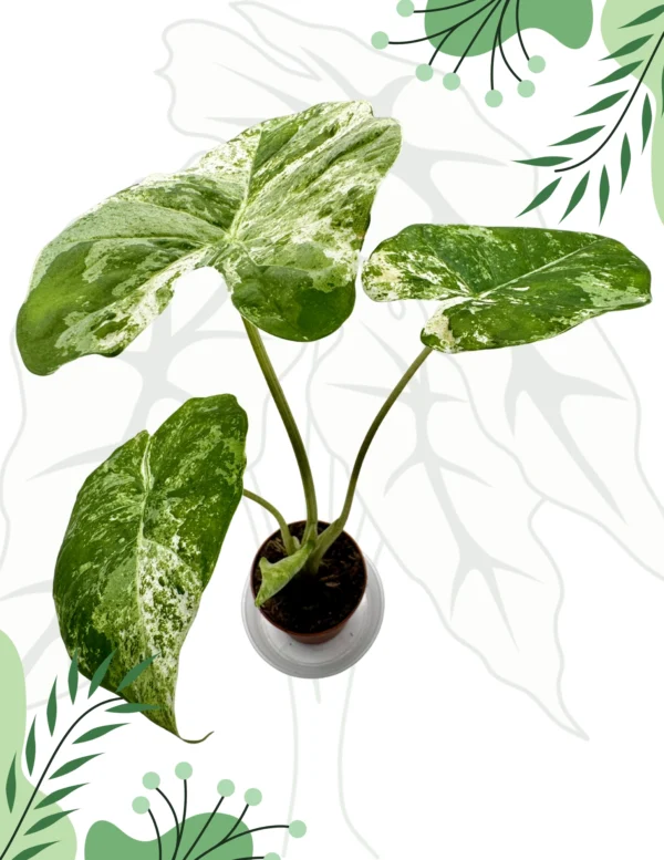 Alocasia Odora Splash Variegata Ø-9cm H-25cm - obrazek 2