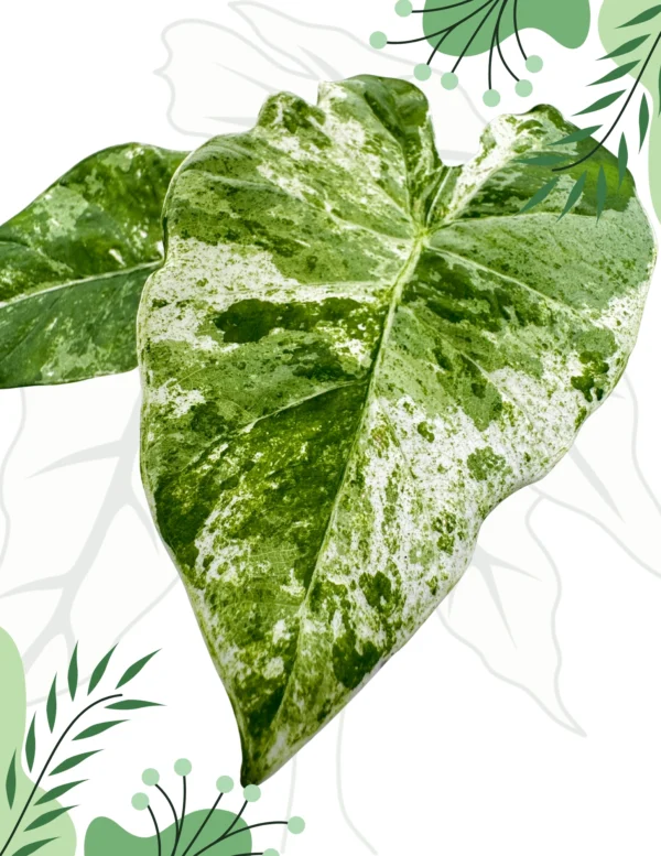 Alocasia Odora Splash Variegata Ø-9cm H-25cm - obrazek 5