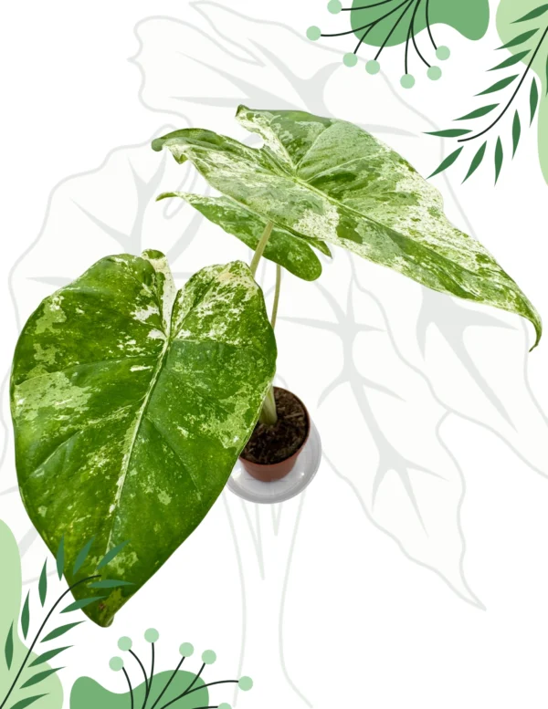 Alocasia Odora Splash Variegata Ø-9cm H-25cm - obrazek 4