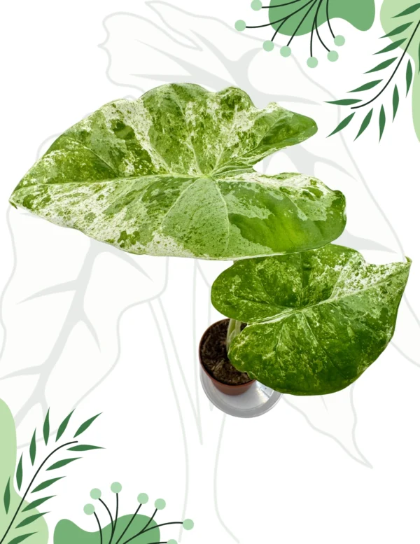 Alocasia Odora Splash Variegata Ø-9cm H-25cm