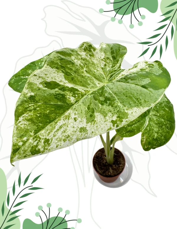 Alocasia Odora Splash Variegata Ø-9cm H-25cm - obrazek 3