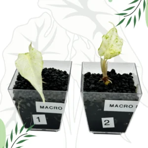 Alocasia Macrorrhiza Splash Variegata Ø-6cm H-10cm