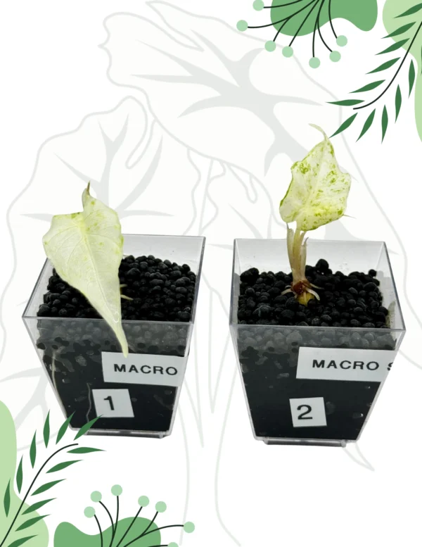 Alocasia Macrorrhiza Splash Variegata Ø-6cm H-10cm