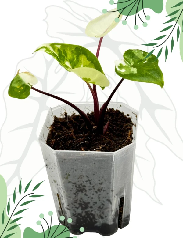 Alocasia Macrorrhiza Black Steam Albo Variegata Ø-6cm H-10cm - obrazek 2