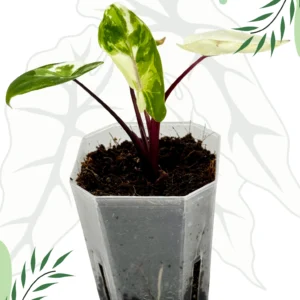 Alocasia Macrorrhiza Black Steam Albo Variegata Ø-6cm H-10cm