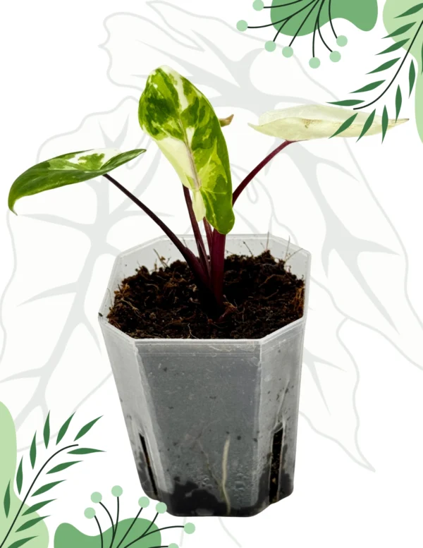 Alocasia Macrorrhiza Black Steam Albo Variegata Ø-6cm H-10cm