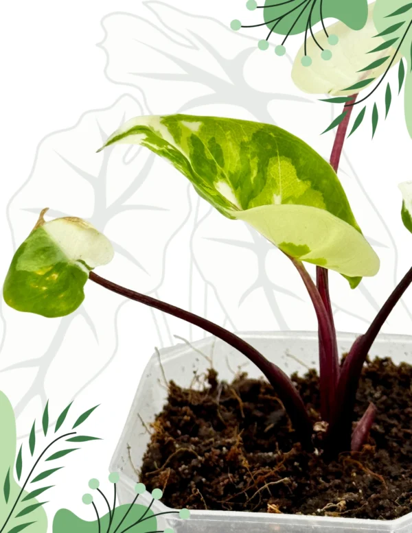 Alocasia Macrorrhiza Black Steam Albo Variegata Ø-6cm H-10cm - obrazek 3