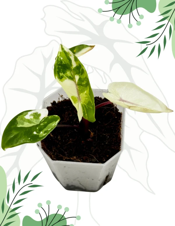 Alocasia Macrorrhiza Black Steam Albo Variegata Ø-6cm H-10cm - obrazek 4