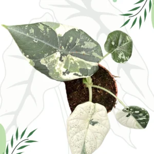 Alocasia Maharani Albo Variegata Ø-10cm H-15cm