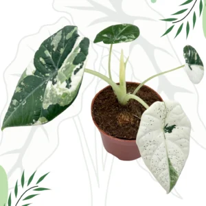 Alocasia Maharani Albo Variegata Ø-10cm H-15cm