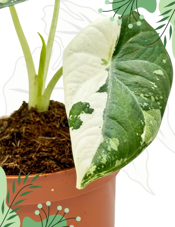 Alocasia Maharani Albo Variegata Ø-10cm H-15cm - obrazek 5