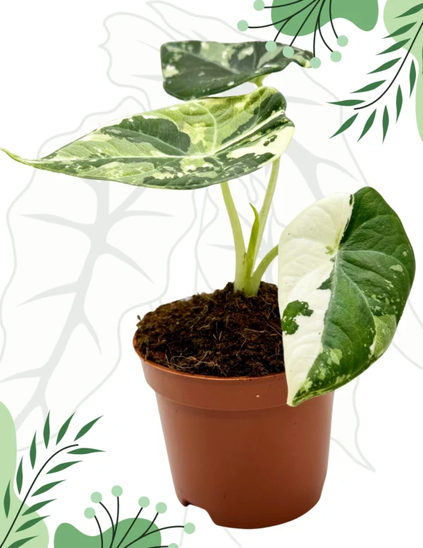 Alocasia Maharani Albo Variegata Ø-10cm H-15cm - obrazek 4