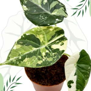 Alocasia Maharani Albo Variegata Ø-10cm H-15cm