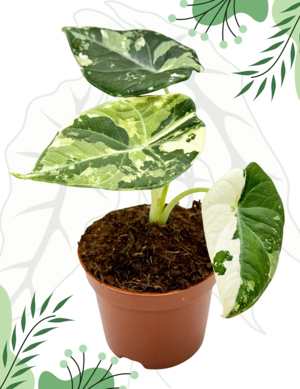 Alocasia Maharani Albo Variegata Ø-10cm H-15cm - obrazek 3