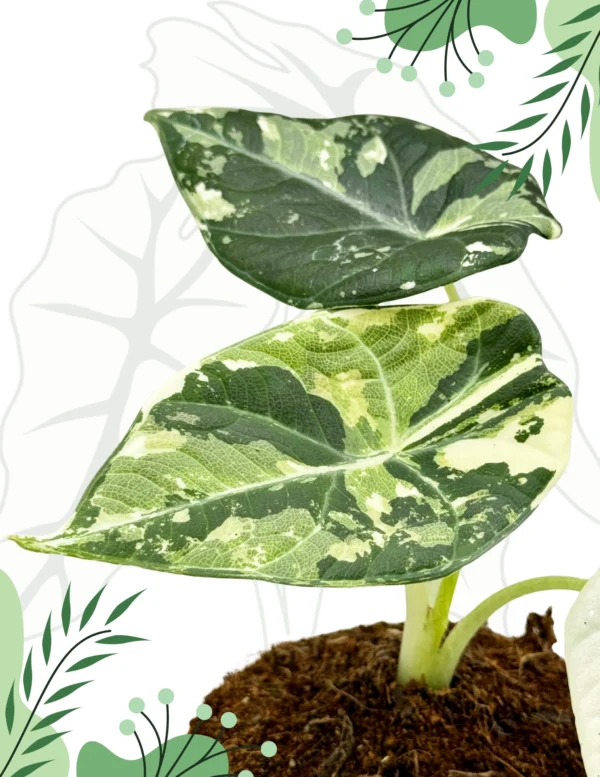 Alocasia Maharani Albo Variegata Ø-10cm H-15cm - obrazek 2