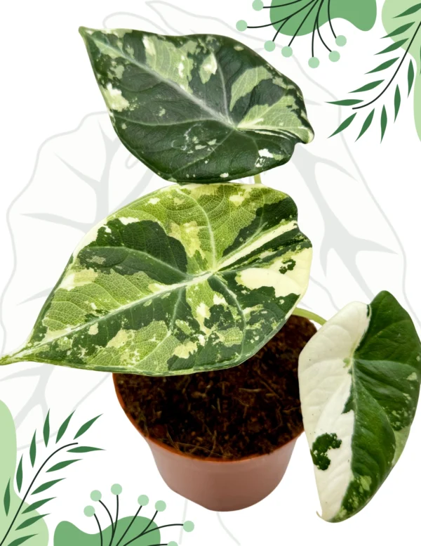 Alocasia Maharani Albo Variegata Ø-10cm H-15cm