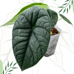 Alocasia Melo Ø-7cm H-15cm