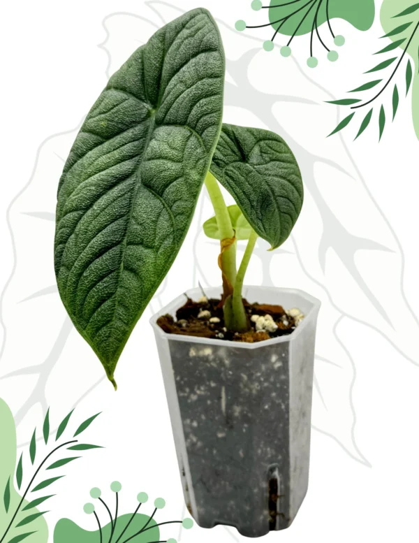 Alocasia Melo Ø-7cm H-15cm - obrazek 4
