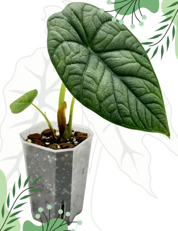 Alocasia Melo Ø-7cm H-15cm - obrazek 3