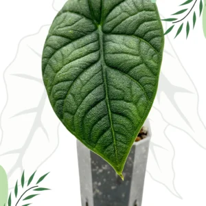 Alocasia Melo Ø-7cm H-15cm