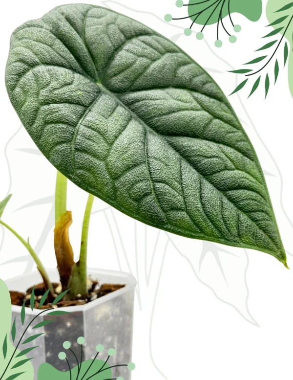 Alocasia Melo Ø-7cm H-15cm - obrazek 2