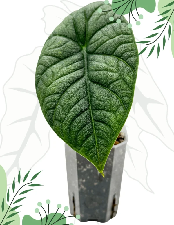 Alocasia Melo Ø-7cm H-15cm