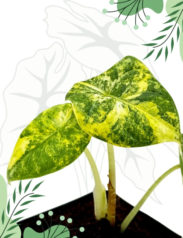 Alocasia Melo Aurea Variegata Ø-10cm H-15cm - obrazek 6