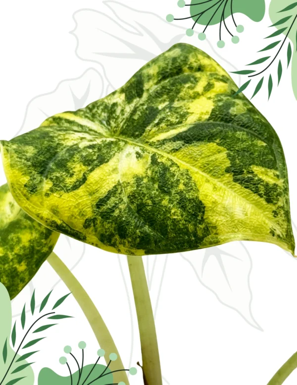 Alocasia Melo Aurea Variegata Ø-10cm H-15cm - obrazek 5
