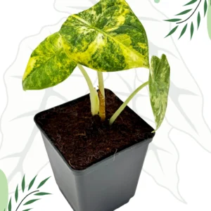 Alocasia Melo Aurea Variegata Ø-10cm H-15cm