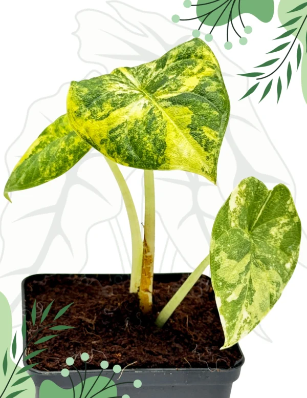 Alocasia Melo Aurea Variegata Ø-10cm H-15cm - obrazek 4