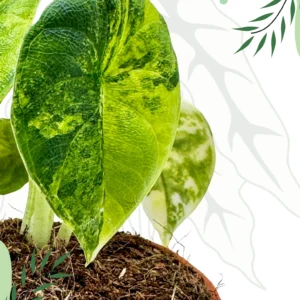 Alocasia Melo Aurea Variegata Ø-10cm H-15cm