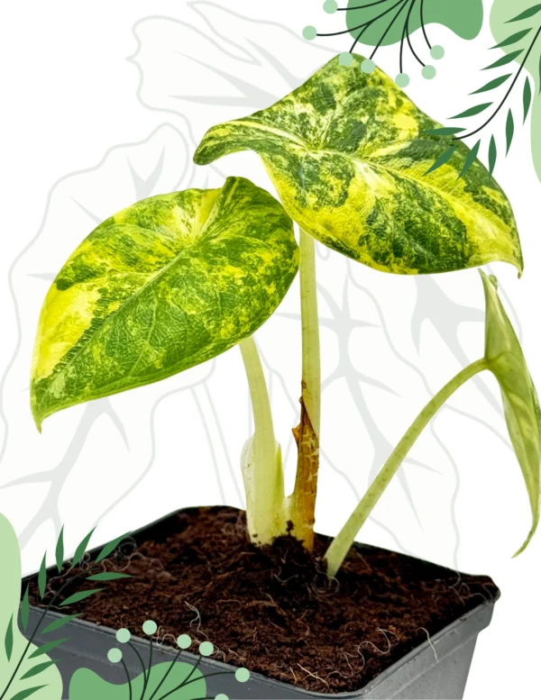 Alocasia Melo Aurea Variegata Ø-10cm H-15cm - obrazek 3