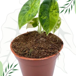 Alocasia Melo Aurea Variegata Ø-10cm H-15cm