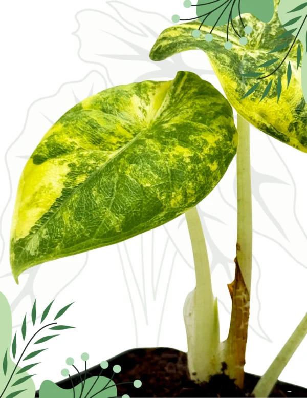 Alocasia Melo Aurea Variegata Ø-10cm H-15cm - obrazek 2