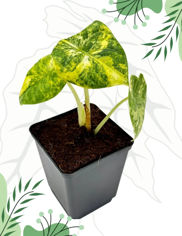 Alocasia Melo Aurea Variegata Ø-10cm H-15cm