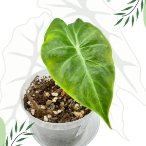 Alocasia Nairobi Nights Variegata  Ø-9cm H-20cm