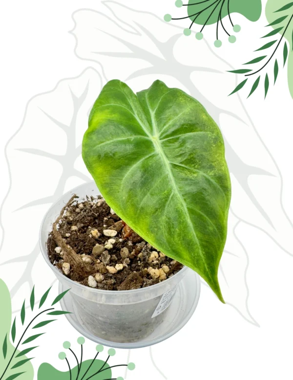 Alocasia Nairobi Nights Variegata  Ø-9cm H-20cm