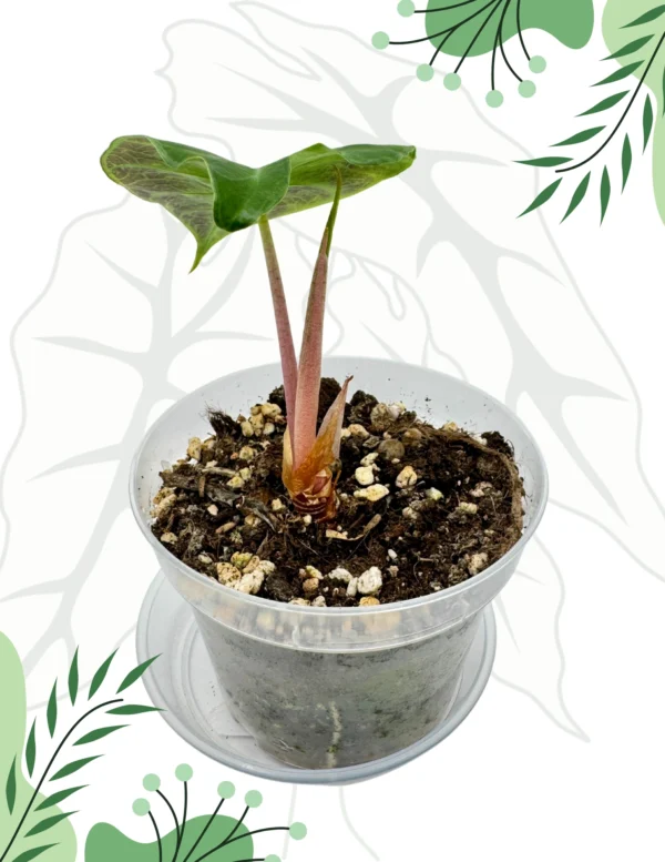 Alocasia Nairobi Nights Variegata  Ø-9cm H-20cm - obrazek 2