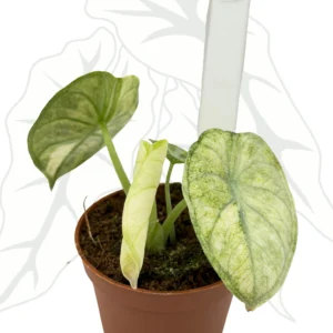 Alocasia Ninja Tricolor Splash Ø-9 cm H-15 cm