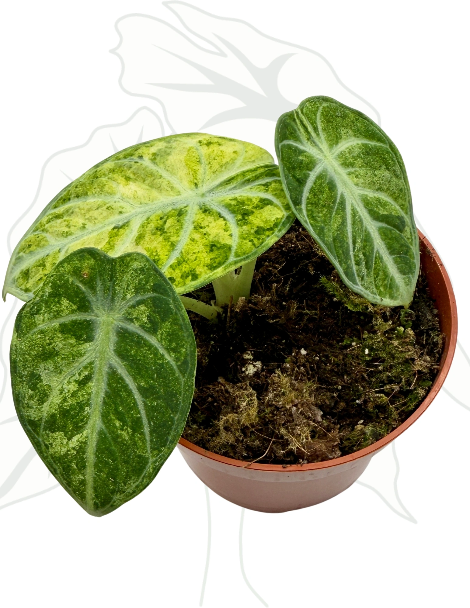 Alocasia Ninja Tricolor Variegata Ø-9cm H-15cm - Borośliny