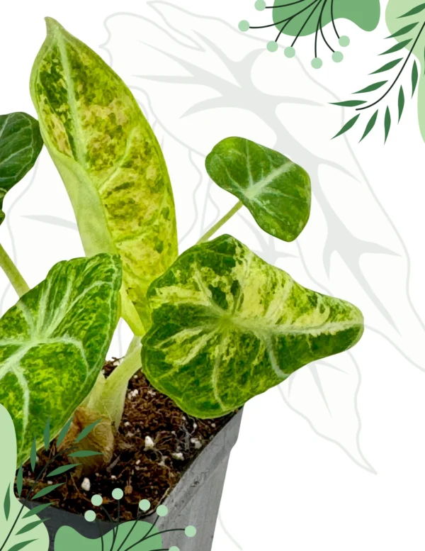 Alocasia Ninja Tricolor Variegata Ø-9cm H-15cm - obrazek 5