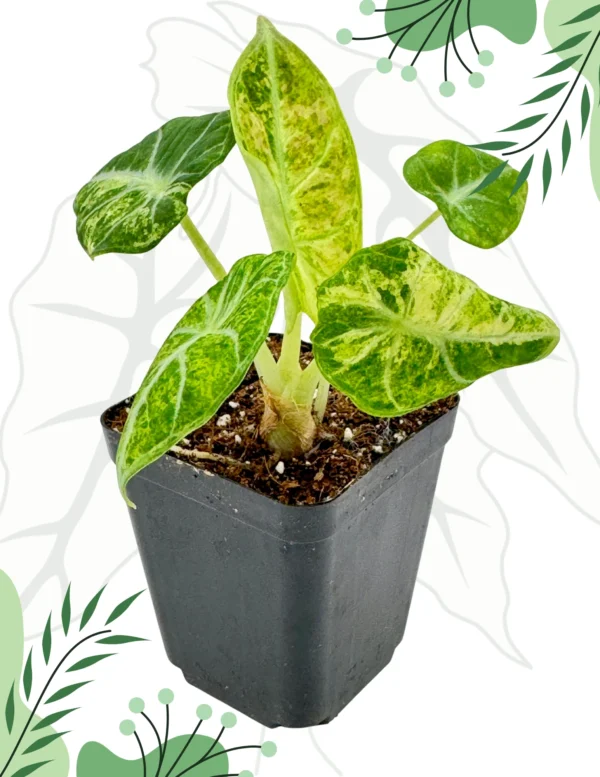 Alocasia Ninja Tricolor Variegata Ø-9cm H-15cm - obrazek 4