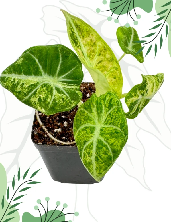 Alocasia Ninja Tricolor Variegata Ø-9cm H-15cm - obrazek 3